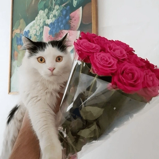 Figurinha de Gatitos🩷 para WhatsApp (5 de 15)