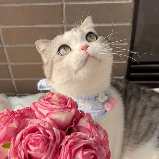 Figurinha de Gatitos🩷 para WhatsApp (6 de 15)