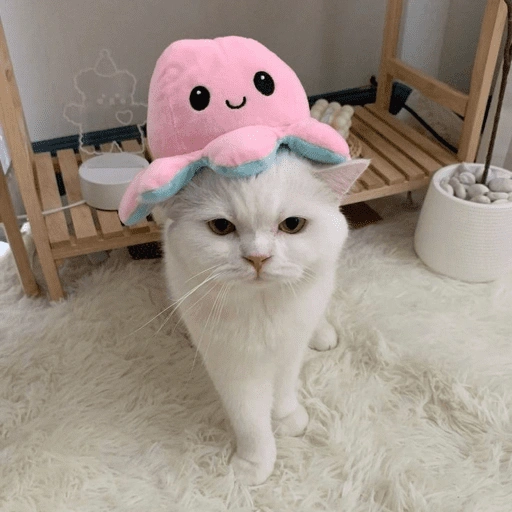 Figurinha de Gatitos🩷 para WhatsApp (7 de 15)