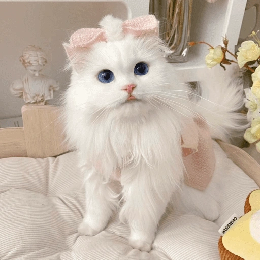 Figurinha de Gatitos🩷 para WhatsApp (8 de 15)