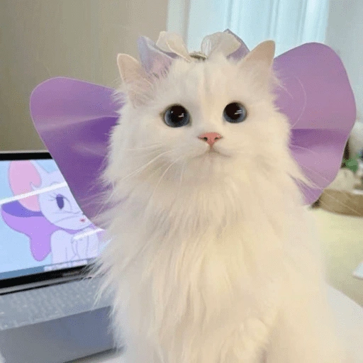 Figurinha de Gatitos🩷 para WhatsApp (9 de 15)