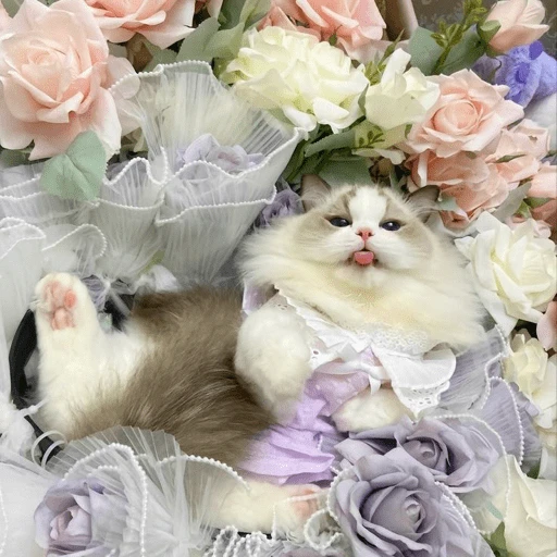 Figurinha de Gatitos🩷 para WhatsApp (10 de 15)