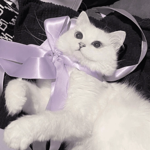Figurinha de Gatitos🩷 para WhatsApp (11 de 15)
