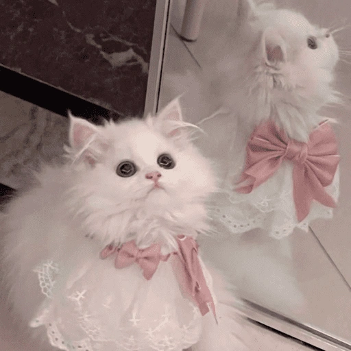 Figurinha de Gatitos🩷 para WhatsApp (12 de 15)