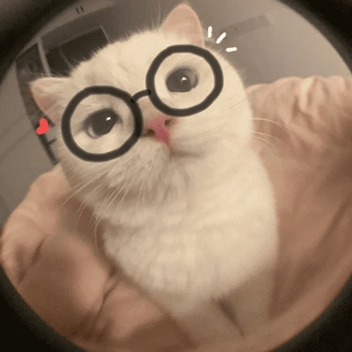 Figurinha de Gatitos🩷 para WhatsApp (14 de 15)
