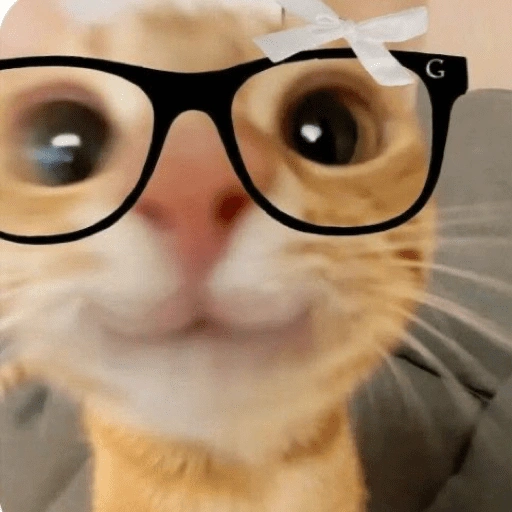 Figurinha de Gatitos🩷 para WhatsApp (15 de 15)