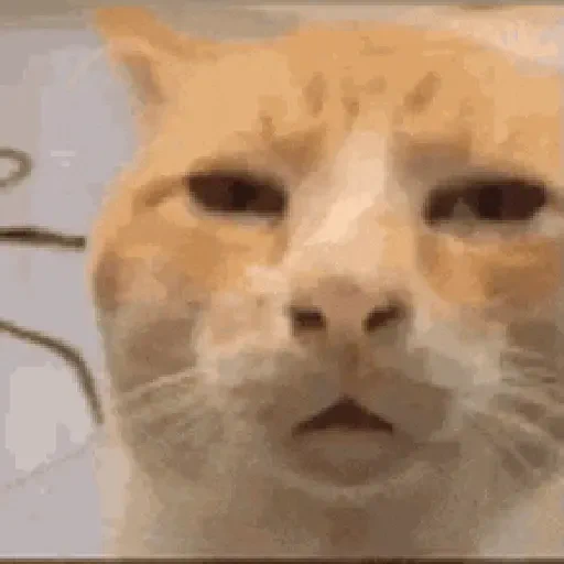 Figurinha de Gato Animado (1 de 9)