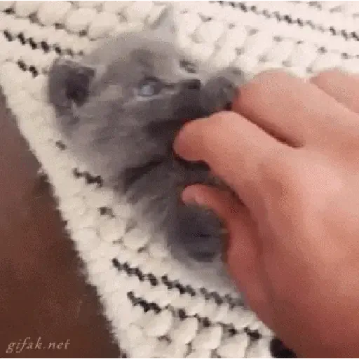 Figurinha de Gato Animado (3 de 9)