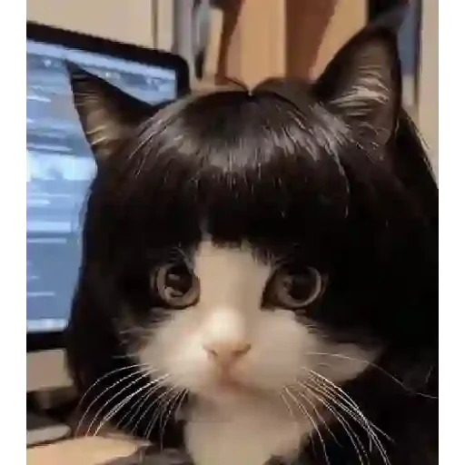 Figurinha de Gato Animado (4 de 9)