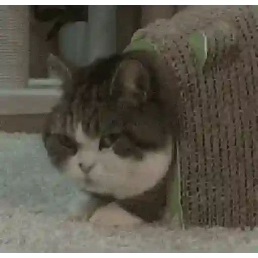 Figurinha de Gato Animado (5 de 9)