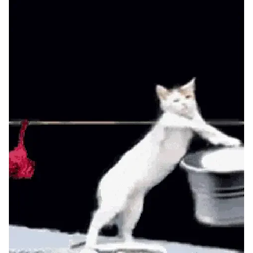Figurinha de Gato Animado (6 de 9)