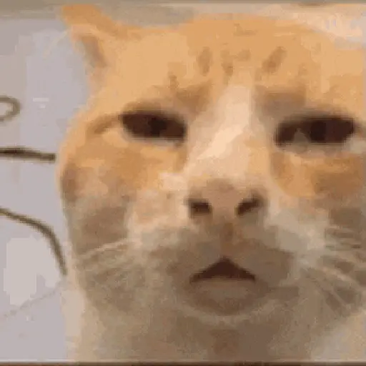 Figurinhas de Gato Animado para WhatsApp