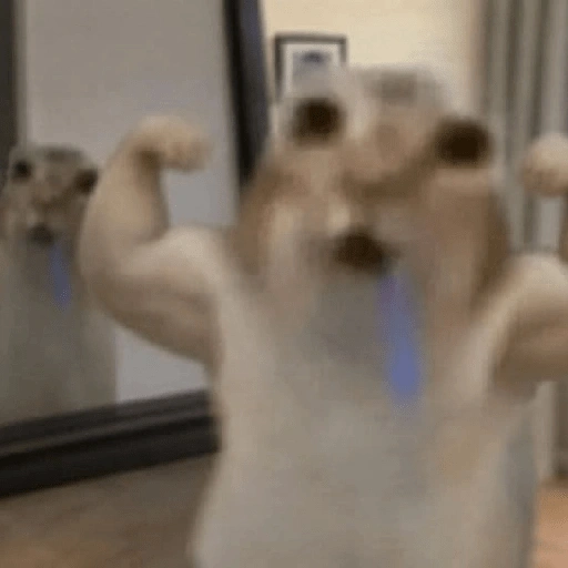 Figurinha de gato babando para WhatsApp (14 de 28)