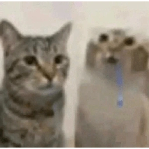 Figurinha de gato babando para WhatsApp (19 de 28)