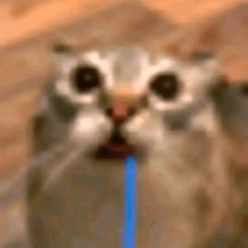 Figurinha de gato babando para WhatsApp (20 de 28)
