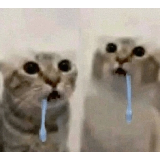 Figurinha de gato babando para WhatsApp (23 de 28)
