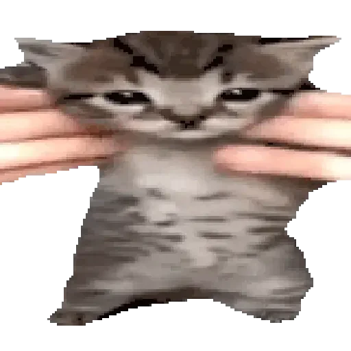 Figurinha de gato (1 de 12)
