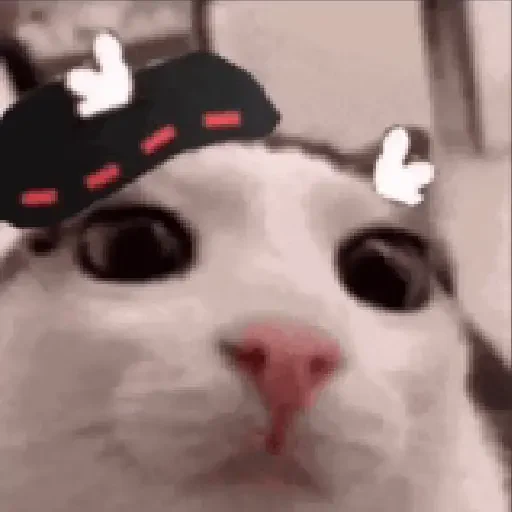 Figurinha de gato (3 de 12)