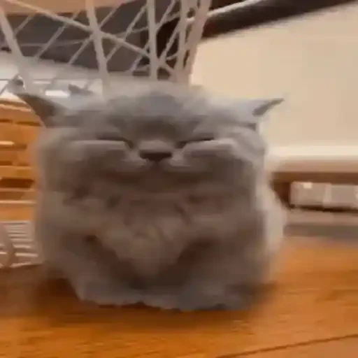 Figurinha de gato (4 de 12)