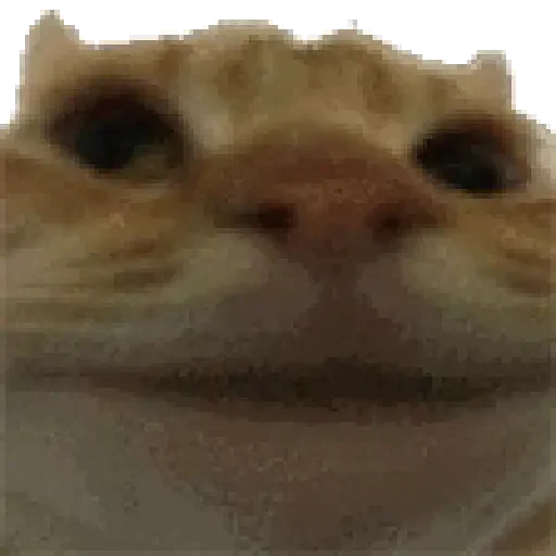 Figurinha de gato (5 de 12)