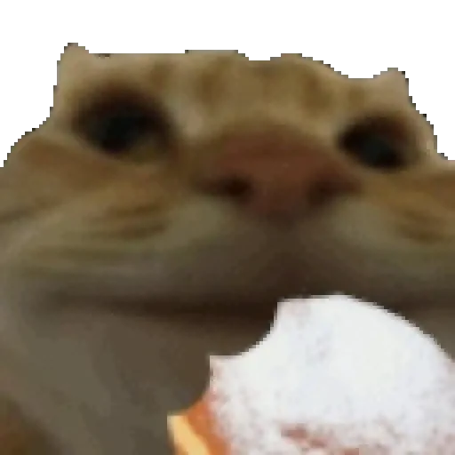 Figurinha de gato (7 de 12)