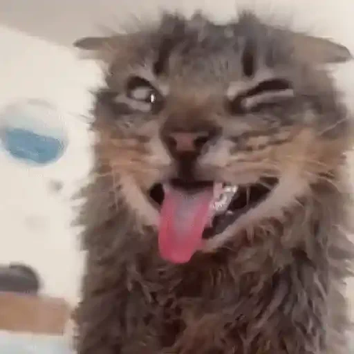 Figurinha de gato (9 de 12)