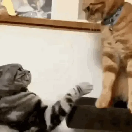 Figurinha de gato (10 de 12)