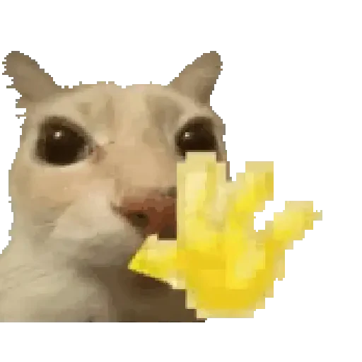 Figurinha de gato (11 de 12)