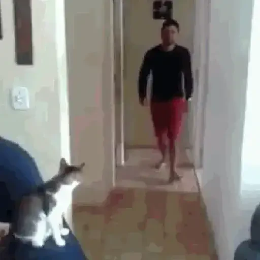 Figurinha de gato (12 de 12)