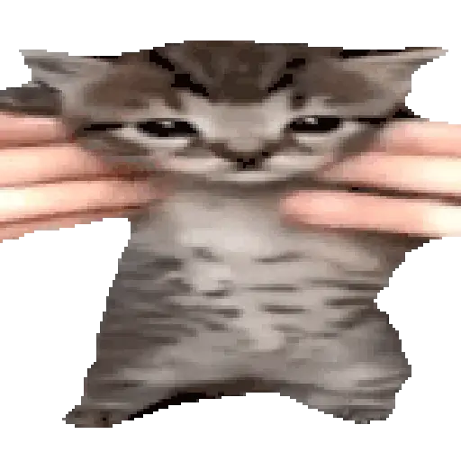 Figurinhas de gato para WhatsApp