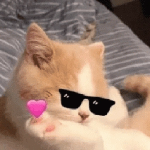 Figurinha de gatos 2😎 para WhatsApp (4 de 20)