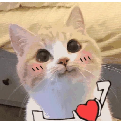 Figurinha de gatos 2😎 para WhatsApp (5 de 20)