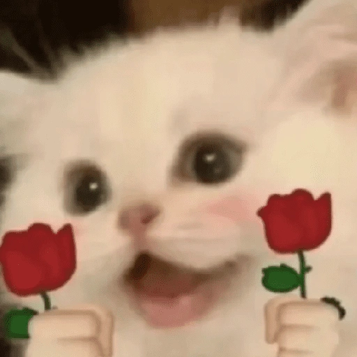 Figurinha de gatos 2😎 para WhatsApp (6 de 20)