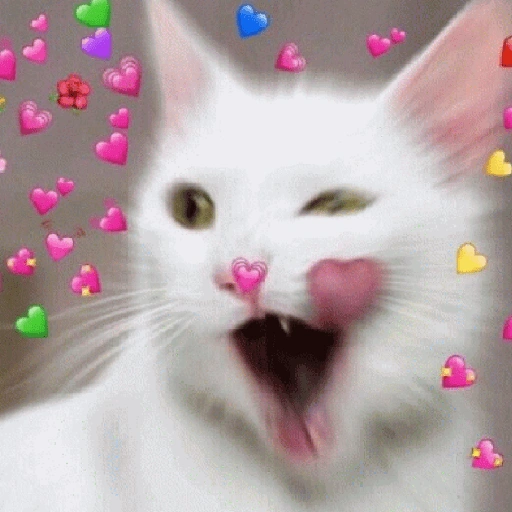 Figurinha de gatos 2😎 para WhatsApp (10 de 20)