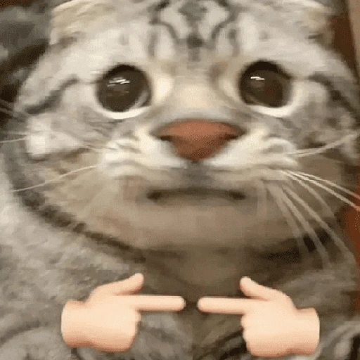 Figurinha de gatos 2😎 para WhatsApp (11 de 20)