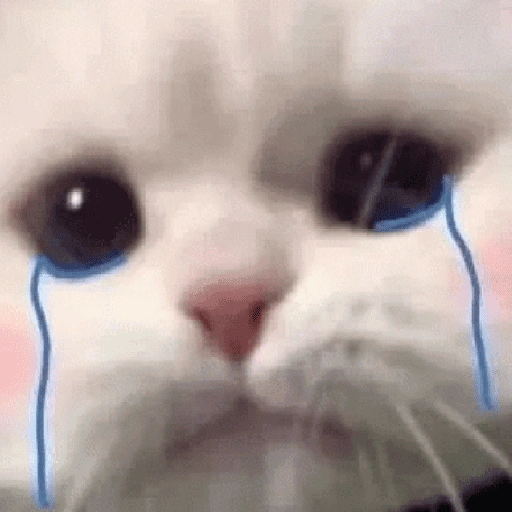 Figurinha de gatos 2😎 para WhatsApp (13 de 20)