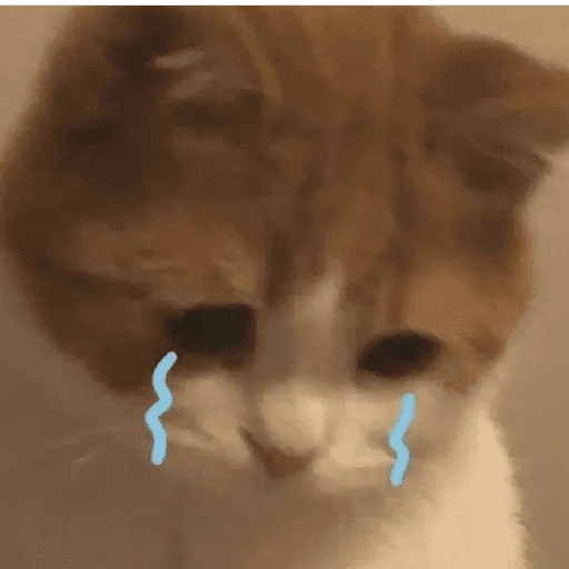 Figurinha de gatos 2😎 para WhatsApp (14 de 20)