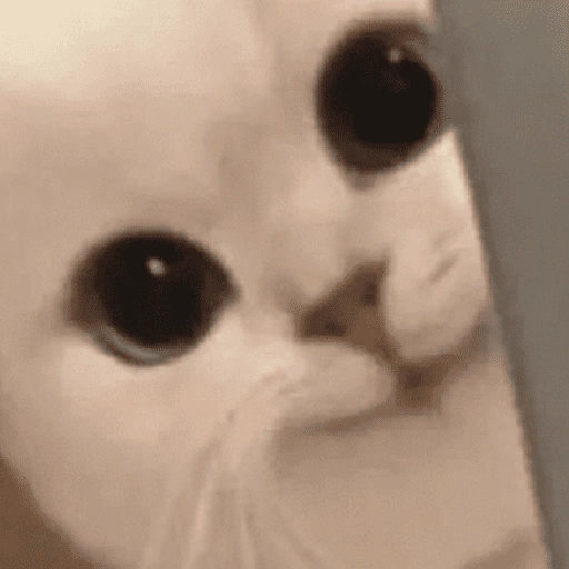 Figurinha de gatos 2😎 para WhatsApp (16 de 20)
