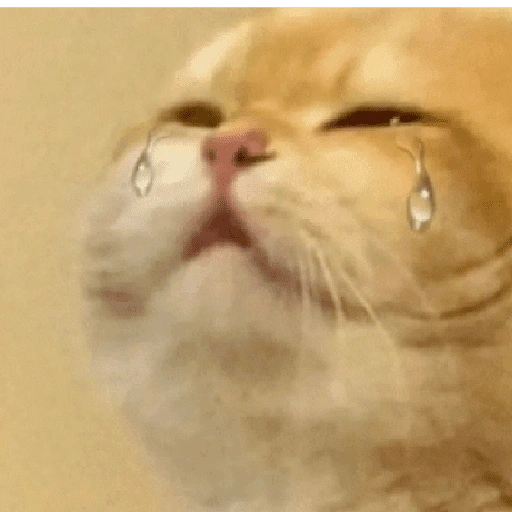 Figurinha de gatos 2😎 para WhatsApp (17 de 20)