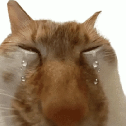 Figurinha de gatos 2😎 para WhatsApp (18 de 20)