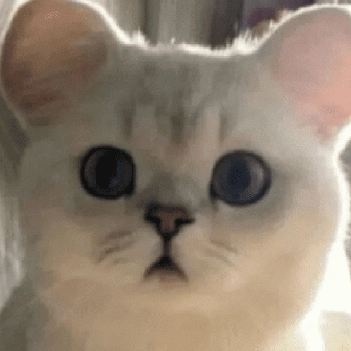 Figurinha de gatos 2😎 para WhatsApp (19 de 20)