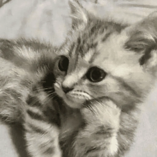 Figurinha de GATOS 😻 (2 de 15)