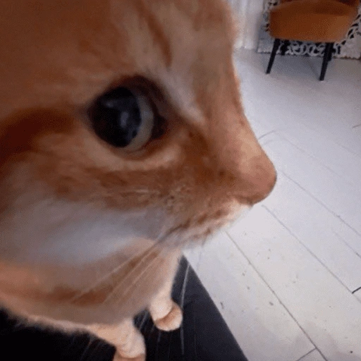 Figurinha de GATOS 😻 (3 de 15)