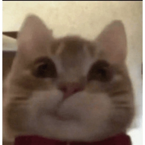 Figurinha de GATOS 😻 (6 de 15)