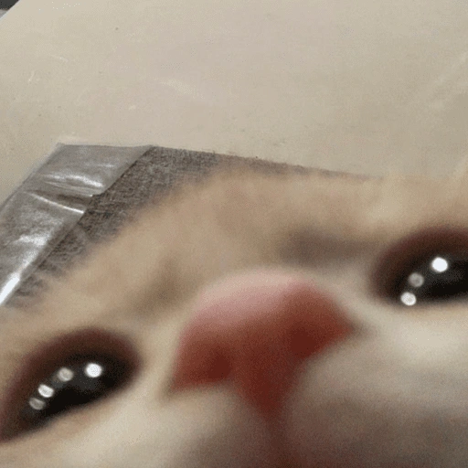 Figurinha de GATOS 😻 (8 de 15)