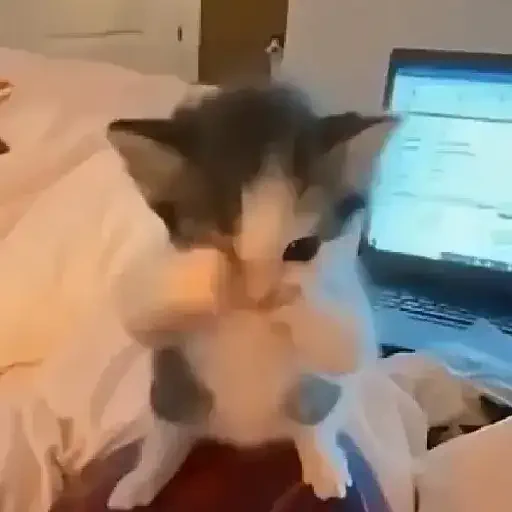 Figurinha de gatos para WhatsApp (2 de 15)