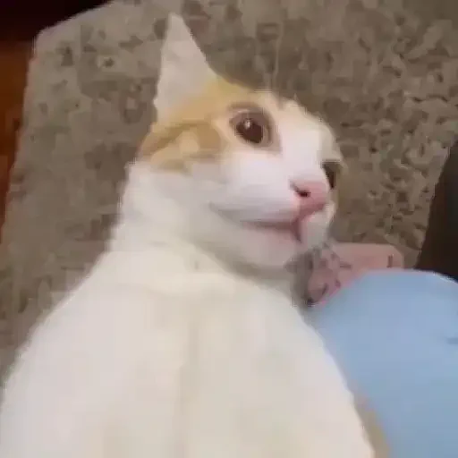 Figurinha de gatos para WhatsApp (5 de 15)