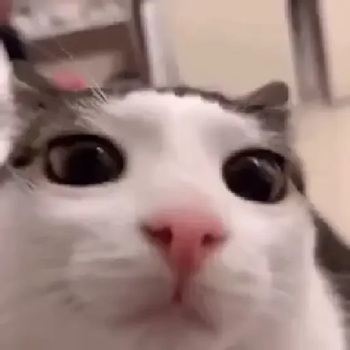 Figurinha de gatos para WhatsApp (6 de 15)