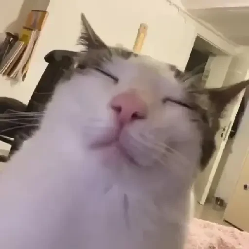 Figurinha de gatos para WhatsApp (7 de 15)