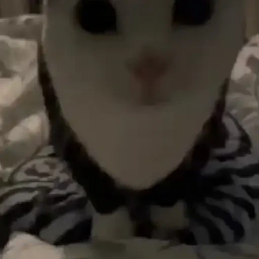 Figurinha de gatos para WhatsApp (8 de 15)